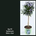 Afbeelding van KP19 Solanum  stam rantonetti Bleu star